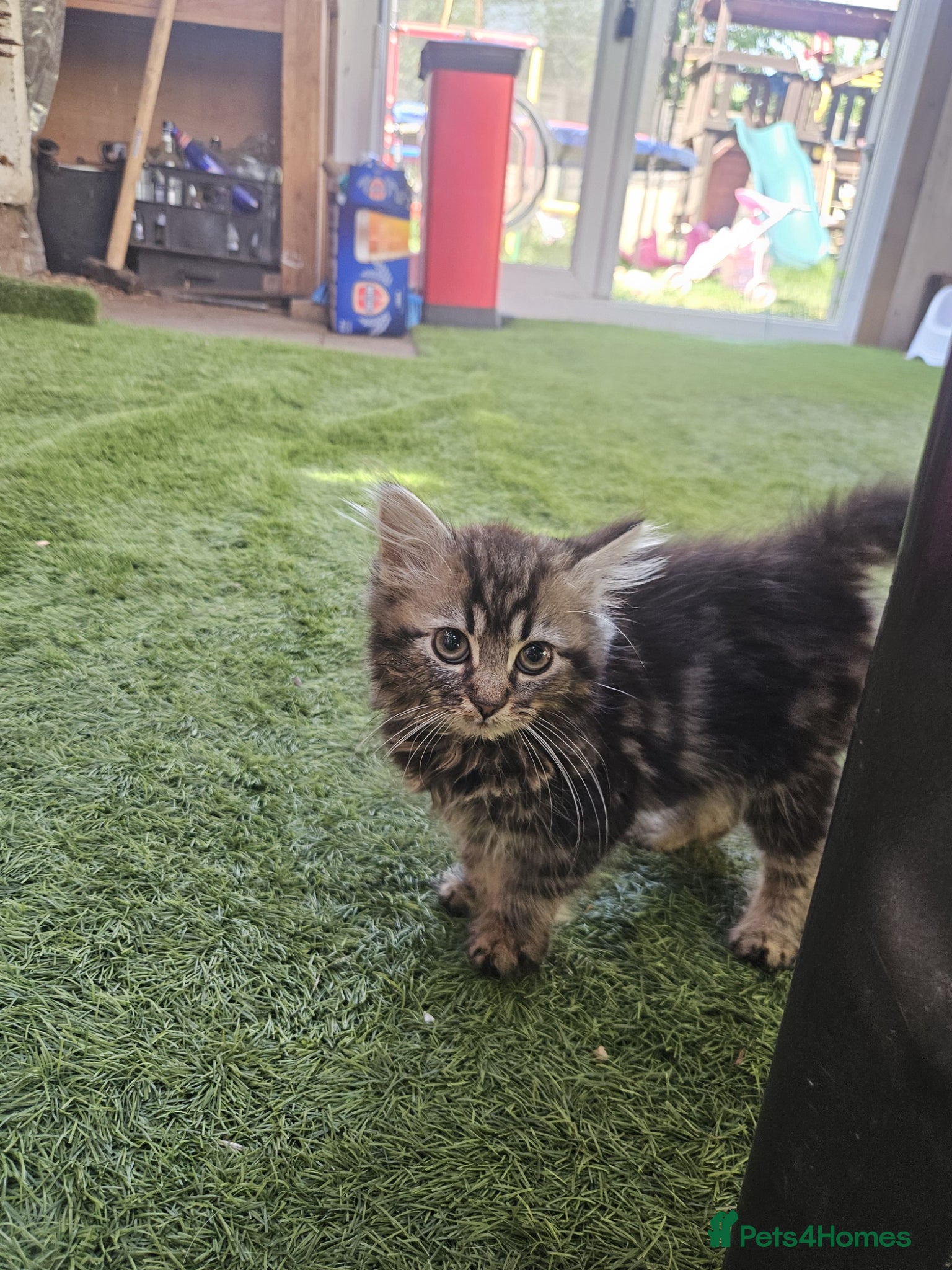 Mixed Breed cats Sweet kittens looking for a loving home 🏠  - Advert 1