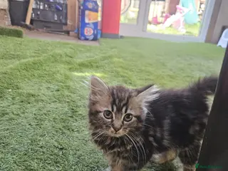 Mixed Breed cats Sweet kittens looking for a loving home 🏠 - Advert 1