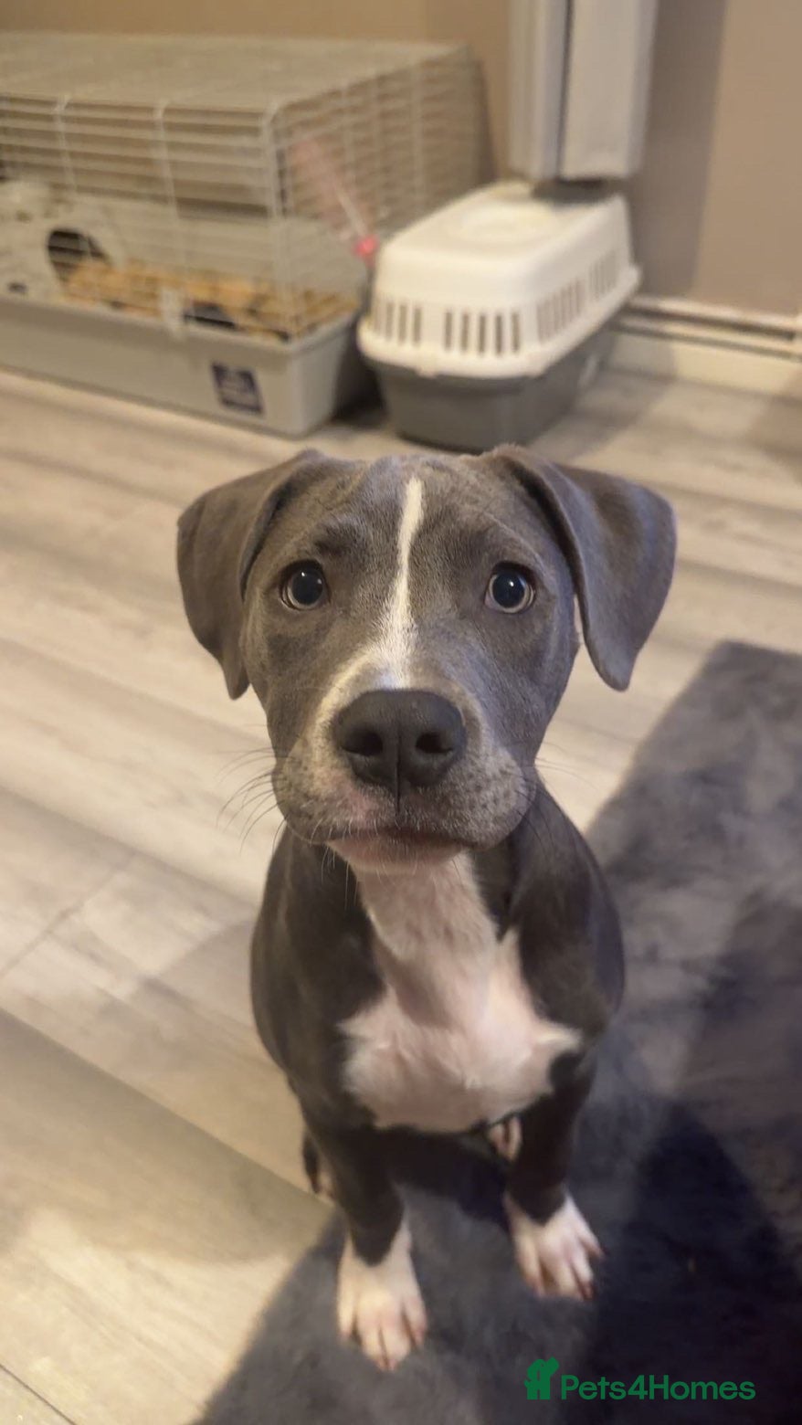 Staffordshire Bull Terrier dogs 6 month old Staffy  - Advert 8