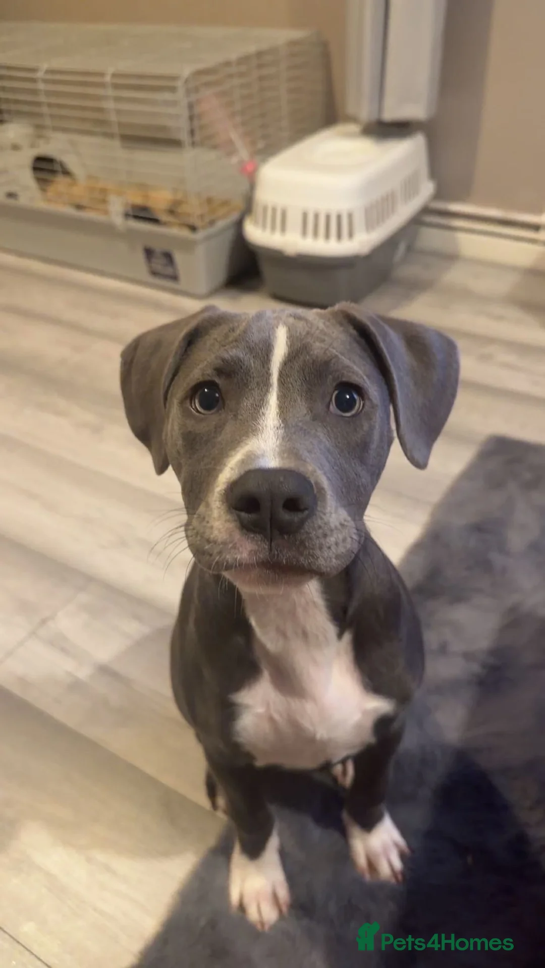 Staffordshire Bull Terrier dogs for sale: 6 month old Staffy  in Nottingham - Advert 1