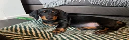 Dachshund dogs for sale: Standard Wire hairedX boy looking for forever home - Advert 26