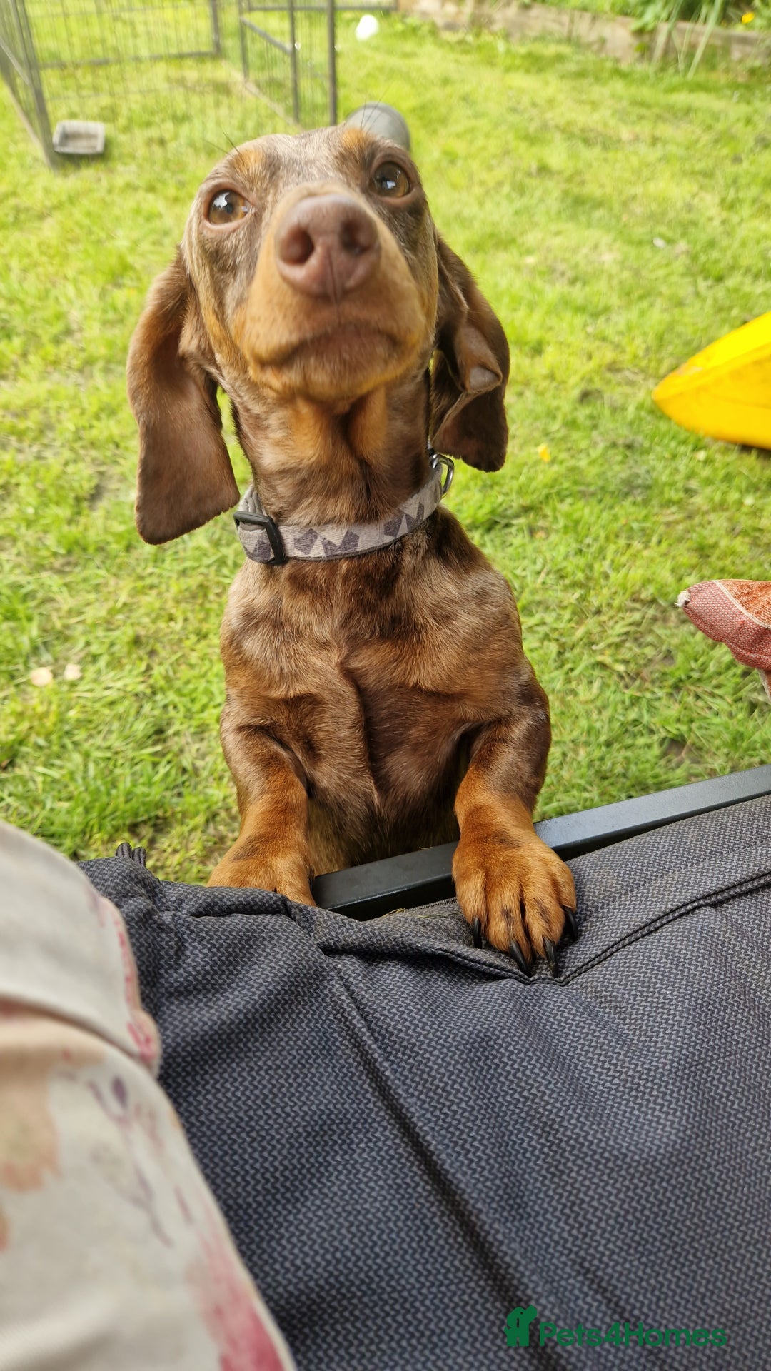 Miniature Dachshund dogs for sale: Miniature dachshund  - Advert 2