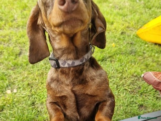 Miniature Dachshund dogs Miniature dachshund - Advert 10