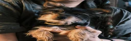 Yorkshire Terrier dogs for sale: Pure Yorkshire Terrier Pups - READY NOW 🐾 in London - Advert 20