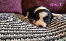 Sprollie dogs for sale: Sprollie Puppies - Image 15