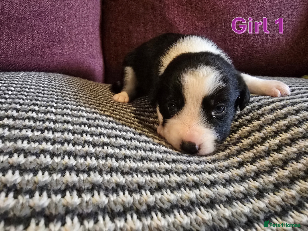 Sprollie dogs for sale: Sprollie Puppies - Image 15