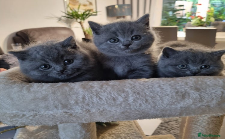 British Shorthair cats - Advert 12