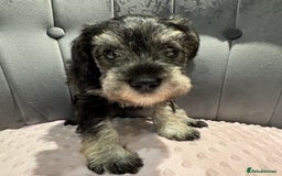 Miniature Schnauzer dogs for sale: Beautiful miniature Schnauzers  - Image 2