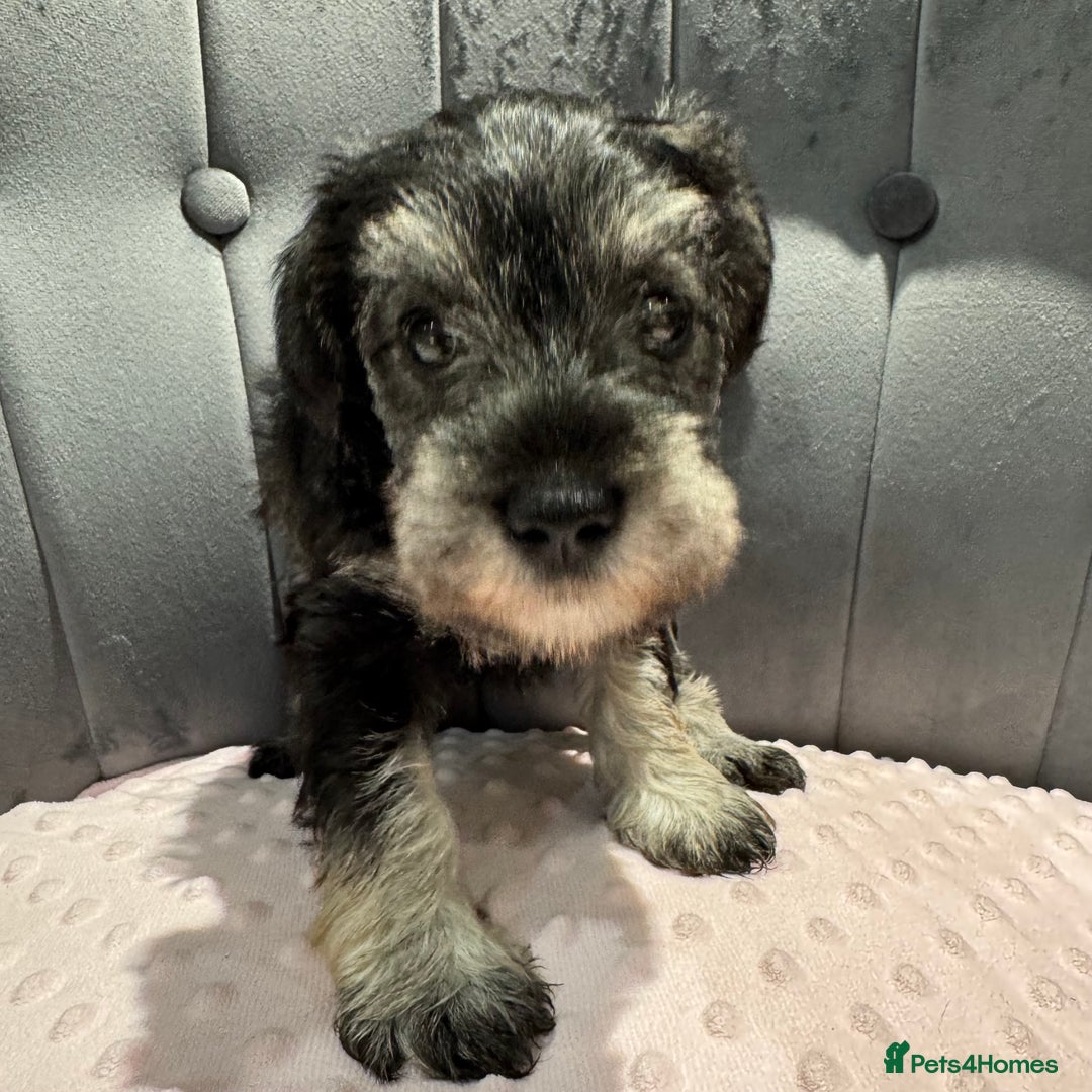 Miniature Schnauzer dogs for sale: Beautiful miniature Schnauzers  - Image 2