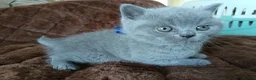 British Shorthair cats for sale: Gccf registered blue BSH kittens - Advert 11