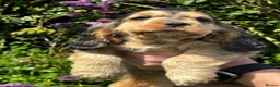 Cocker Spaniel dogs for sale: ⭐️ health tested Show cockers ⭐️ - Advert 9