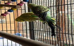 Budgerigars birds for sale: Budgies, mixed colours, only afew left now - Image 10