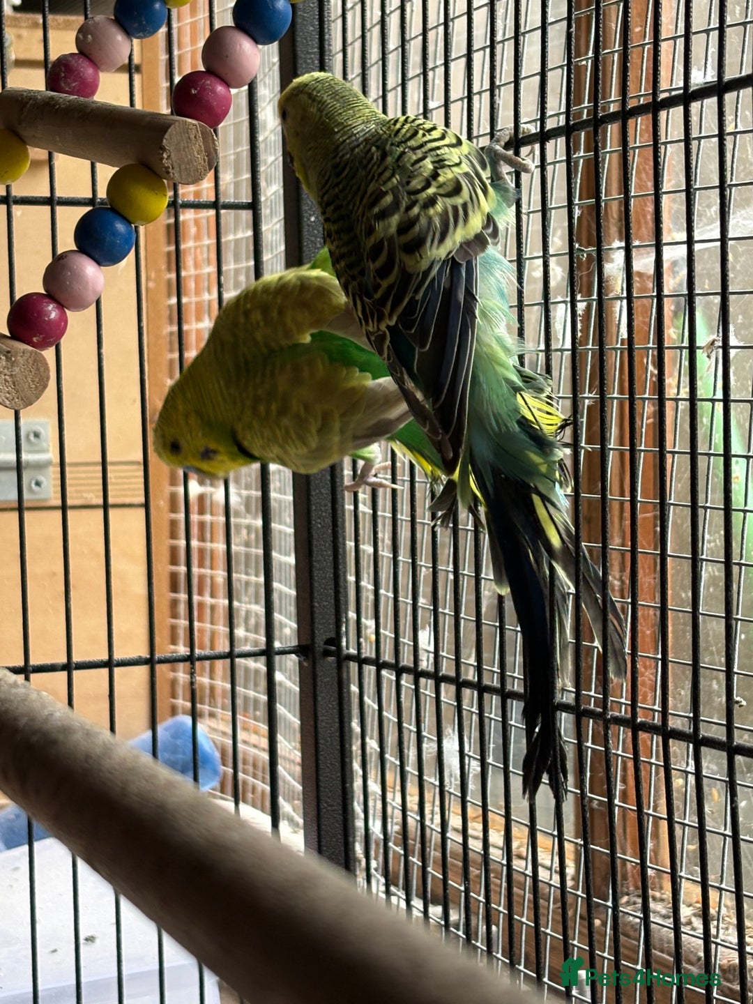 Budgerigars birds for sale: Budgies, mixed colours, only afew left now - Image 10