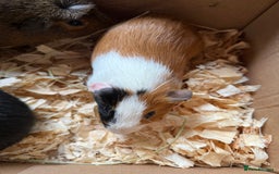 Guinea Pig rodents for sale: Baby male guinea pigs  - Image 4