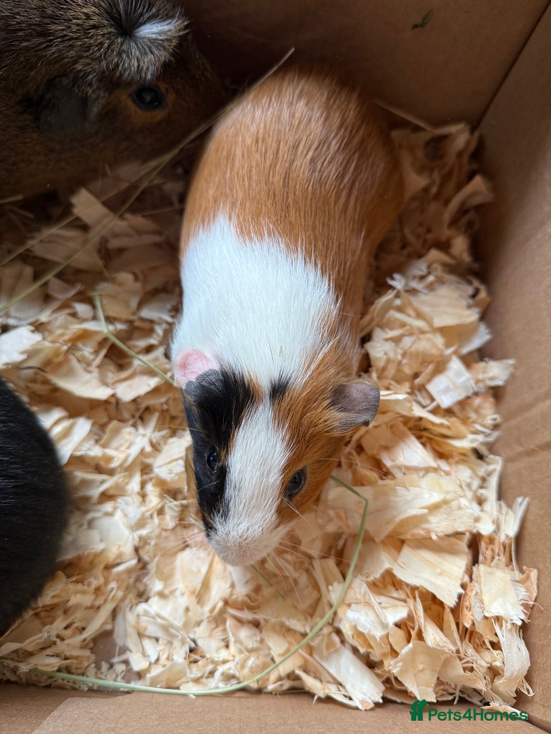 Guinea Pig rodents for sale: Baby male guinea pigs  - Image 4