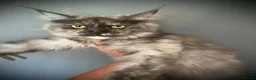 Maine Coon cats for sale: Maine Coon TICA registered Active Female  - Advert 9