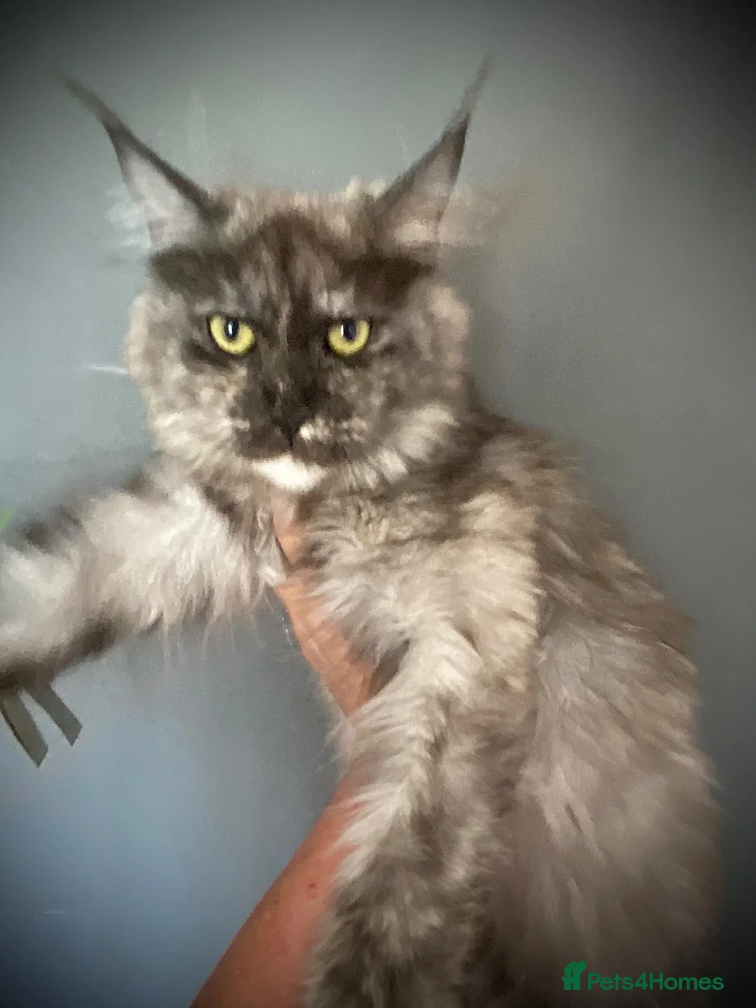 Maine Coon cats for sale: Maine Coon TICA registered Active Female  - Advert 9