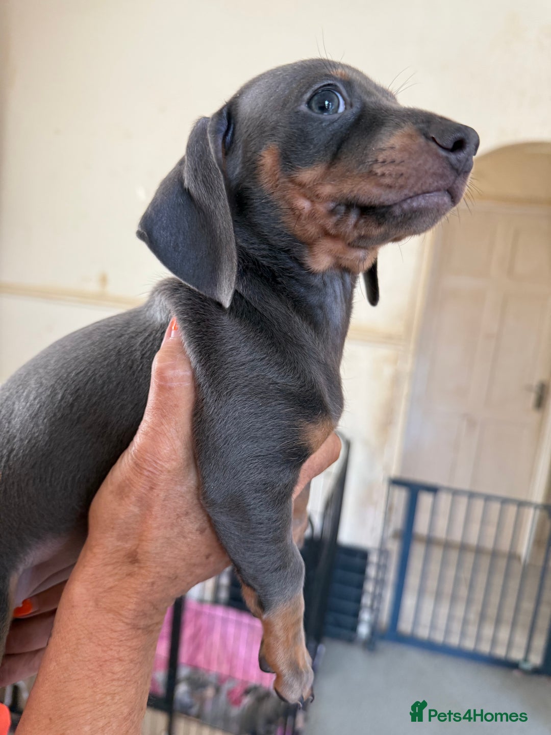 Dachshund dogs for sale: Dachshund puppies  - Image 4