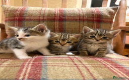 Mixed Breed cats for sale: 3 gorgeous boys mix breed - Image 25