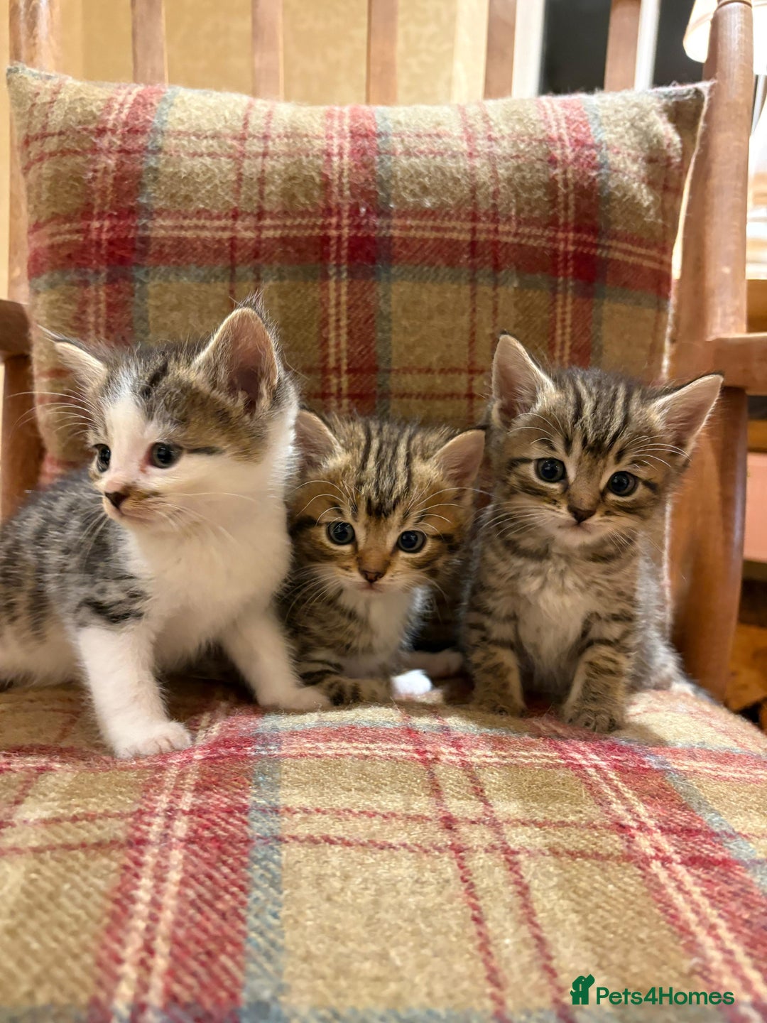 Mixed Breed cats for sale: 3 gorgeous boys mix breed - Image 25