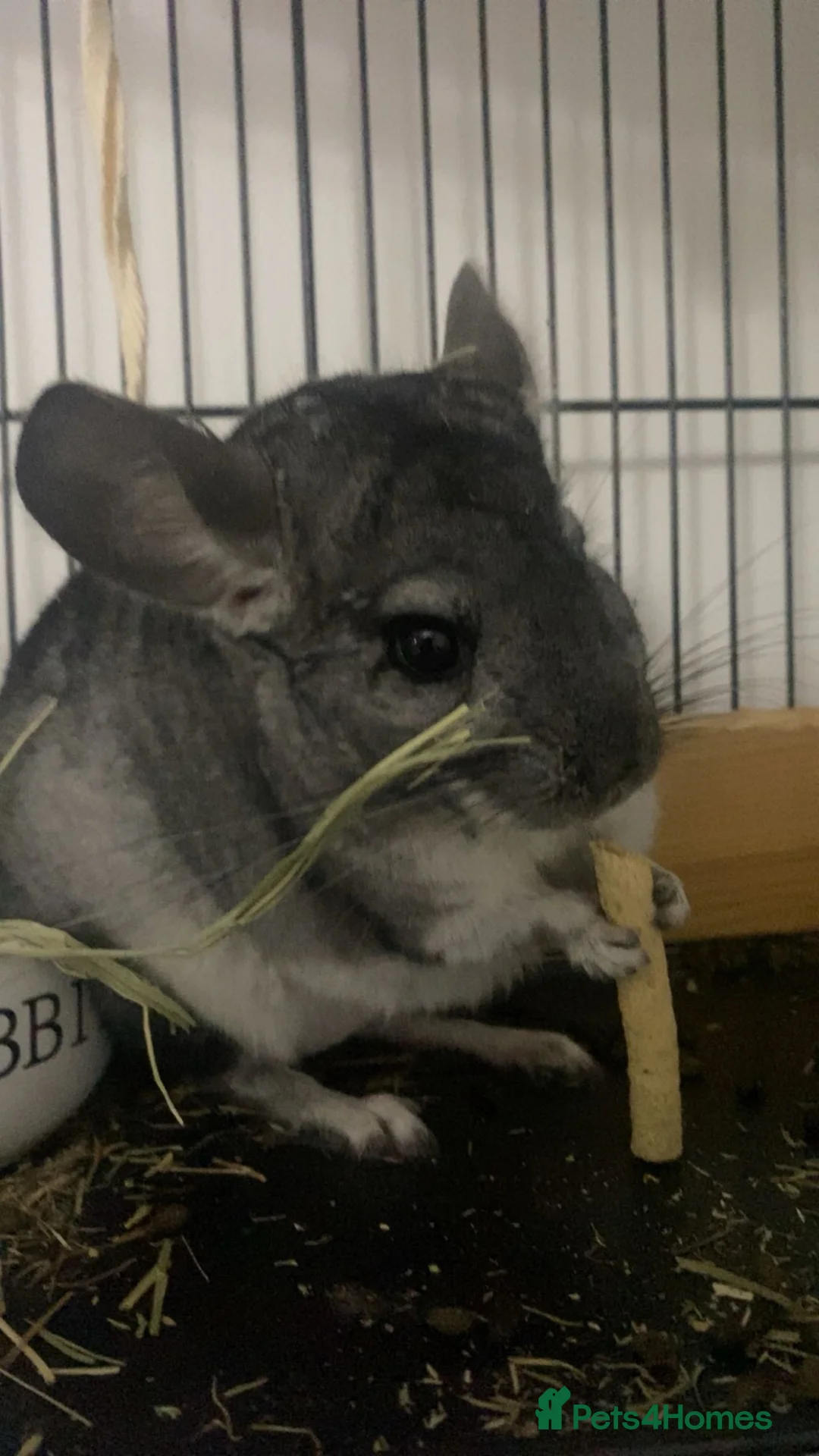 Chinchilla rodents for sale: male chinchilla, cadge included! - Advert 2