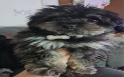 Chipoo dogs for stud: Chipoo for stud only - Image 4