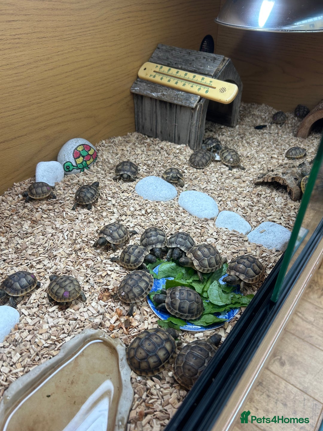 Tortoise reptiles for sale: Mediterranean spur thighed baby tortoises  - Image 1