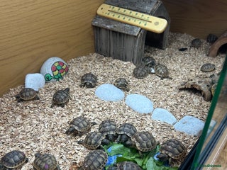 Tortoise reptiles - Advert 3