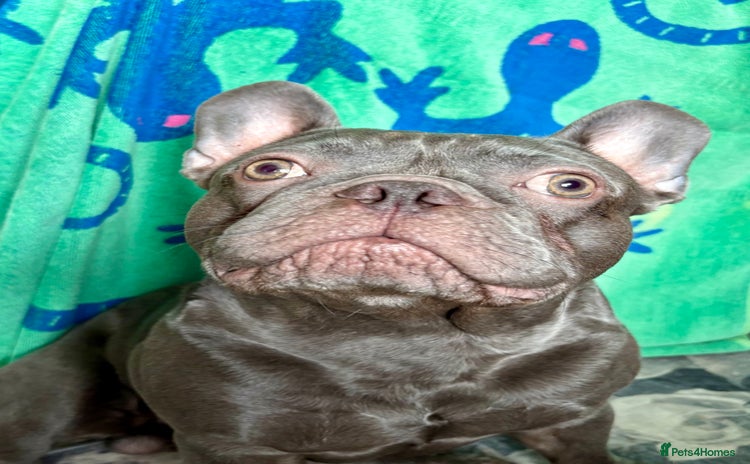 French Bulldog dogs in Southampton - Advert 15