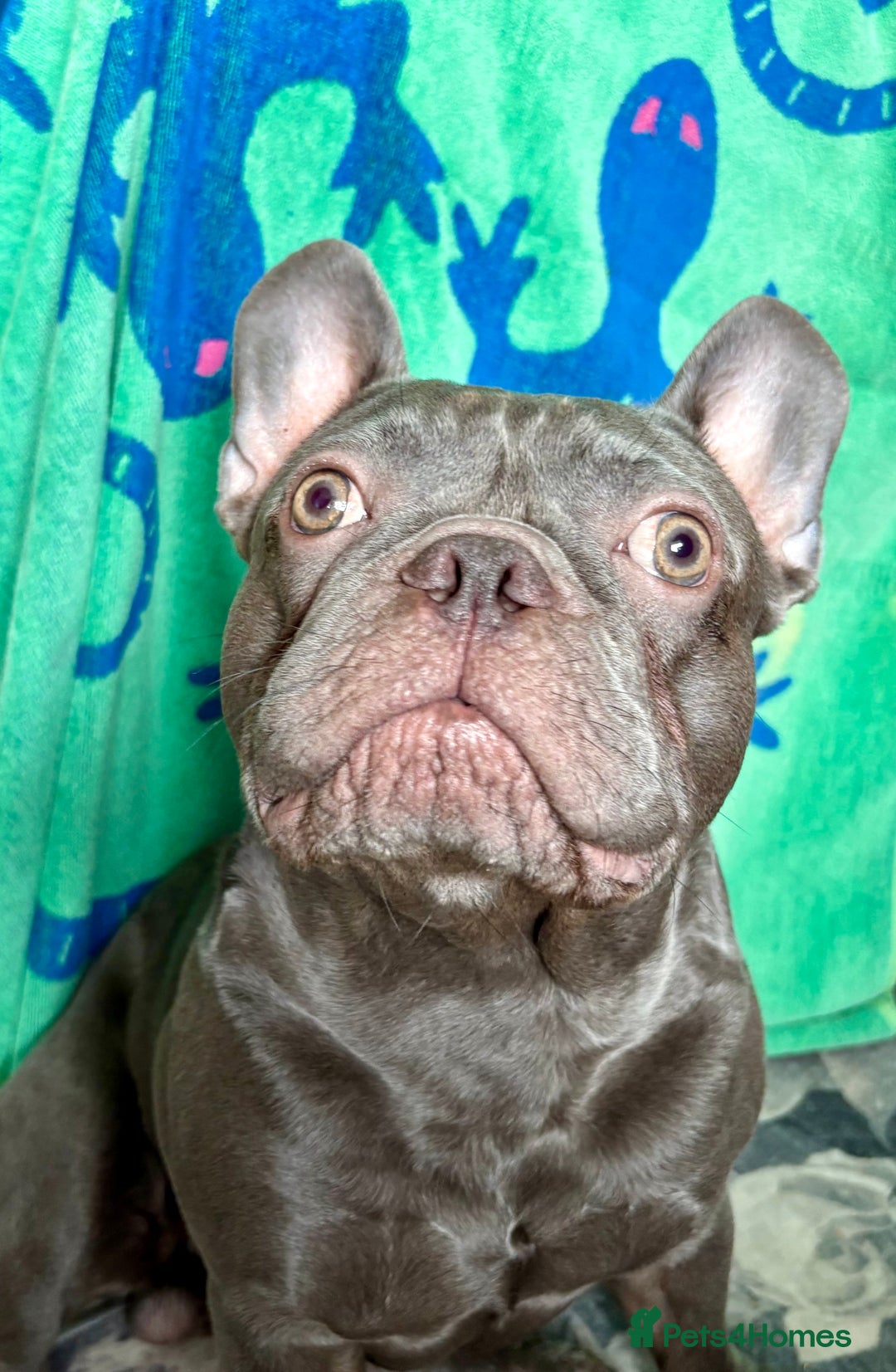 French Bulldog dogs for stud: Stud. Blue boy KC in Southampton - Image 2