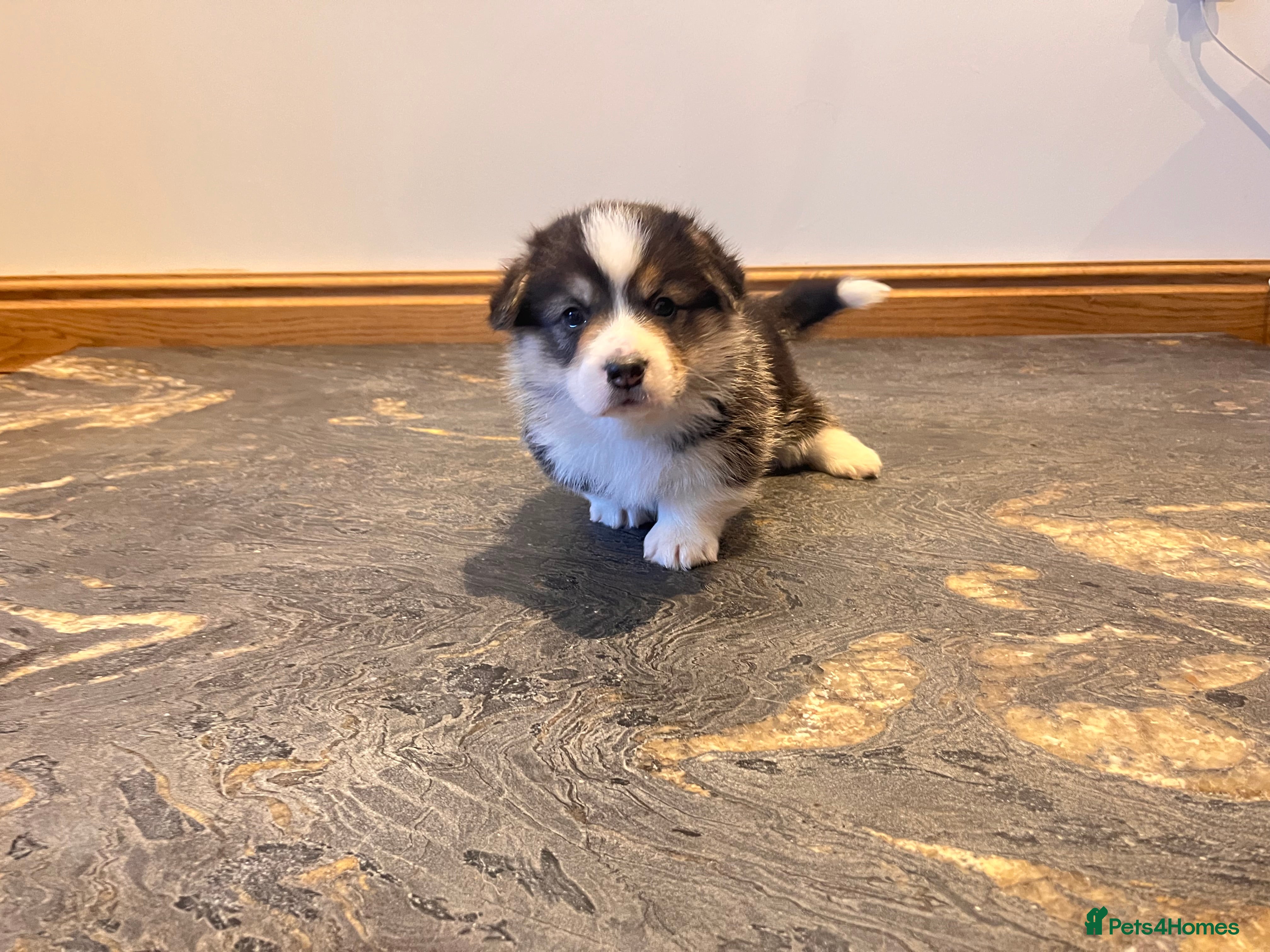 Welsh Corgi Pembroke dogs KC Pembroke Welsh Corgis (Gorgeous Tri Colour) - Advert 1