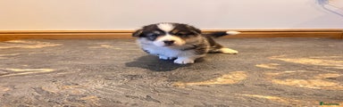 Welsh Corgi Pembroke Puppy 1