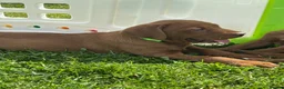 Labrador Retriever dogs for sale: Stunning litter of Fox red puppies  - Advert 7