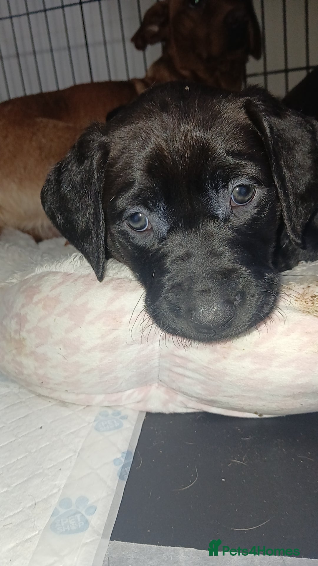 Mixed Breed dogs for sale: Lab cross  - Image 4