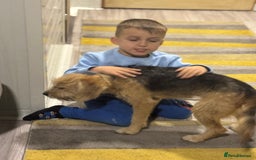 Yorkshire Terrier dogs for adoption: Sweet Daisy looking for LOVE  - Image 6