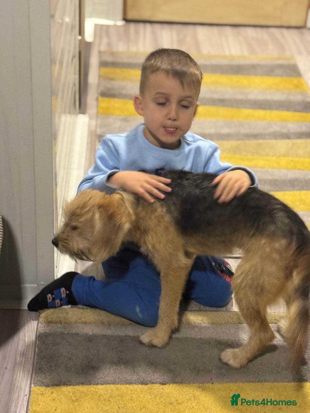 Yorkshire Terrier dogs for adoption: Sweet Daisy looking for LOVE  - Image 6