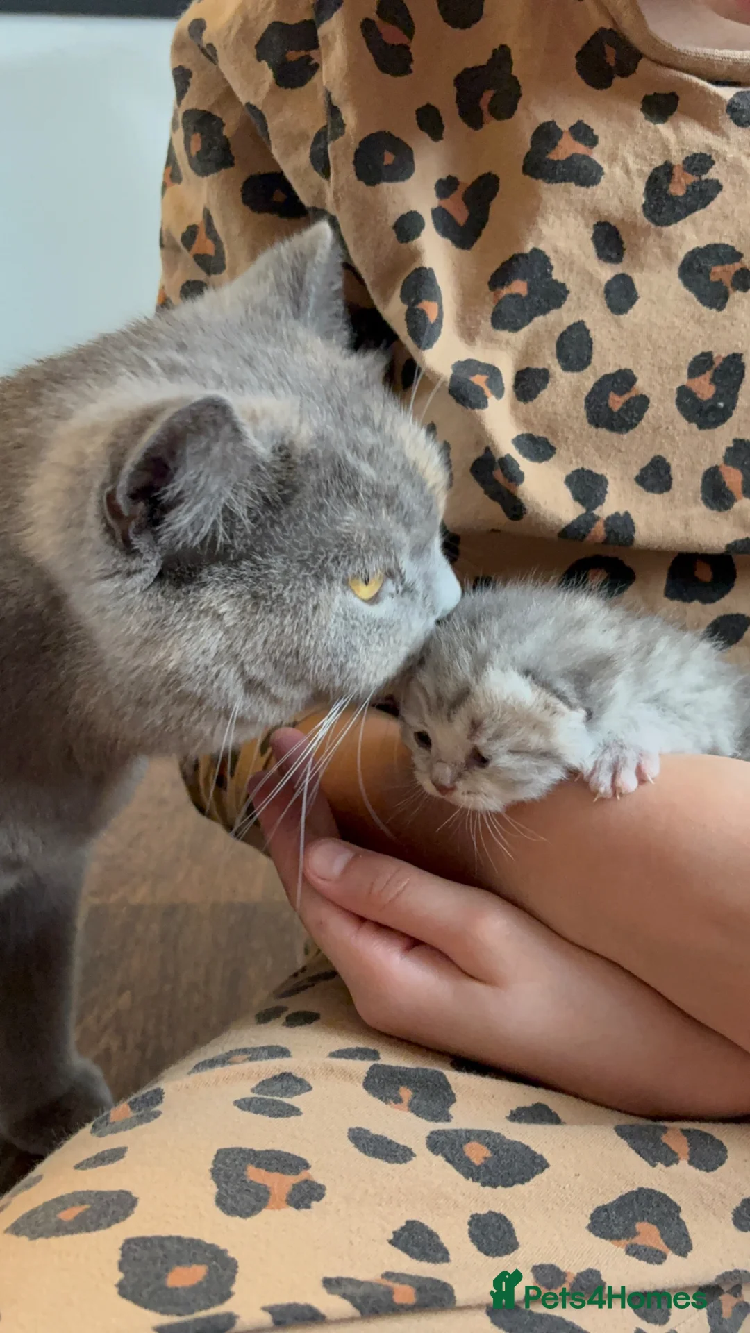 British Shorthair cats for sale: 🩶Silver & Cream BSH kittens🤍 in Nottingham - Advert 2