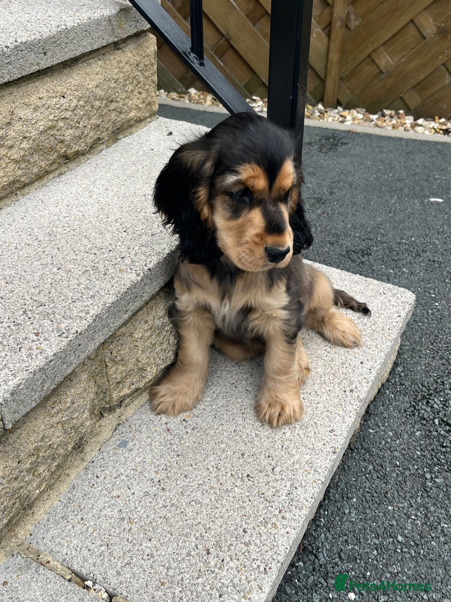 Cocker Spaniel dogs  Only 1 left Ready now Kc reg show cockers  - Advert 2