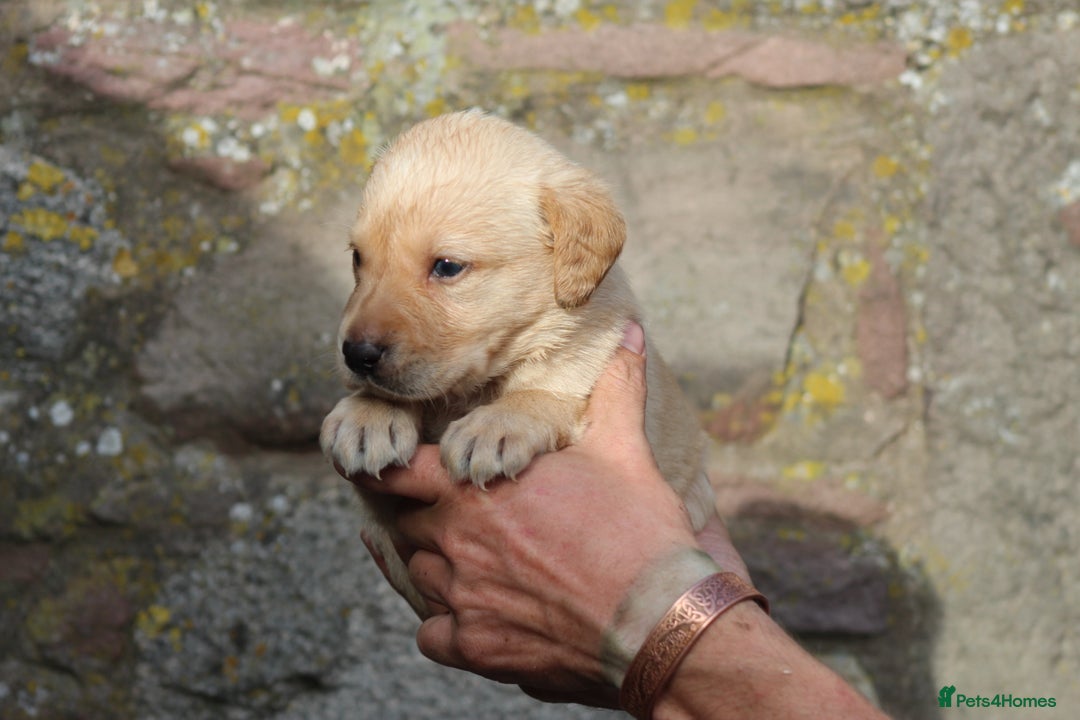 Labrador Retriever dogs for sale: Working Labrador Puppies  - Image 11