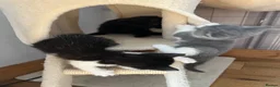 Mixed Breed cats for sale: 3 girl kittens for sale  - Advert 8
