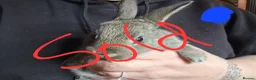 Mini Lop rabbits for sale: Mini lops  - Advert 6
