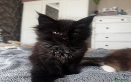 Maine Coon cats for sale: 1 BLACK SMOKE BOY 1 TORTIE GIRL MAINE COON KITTENS - Image 11