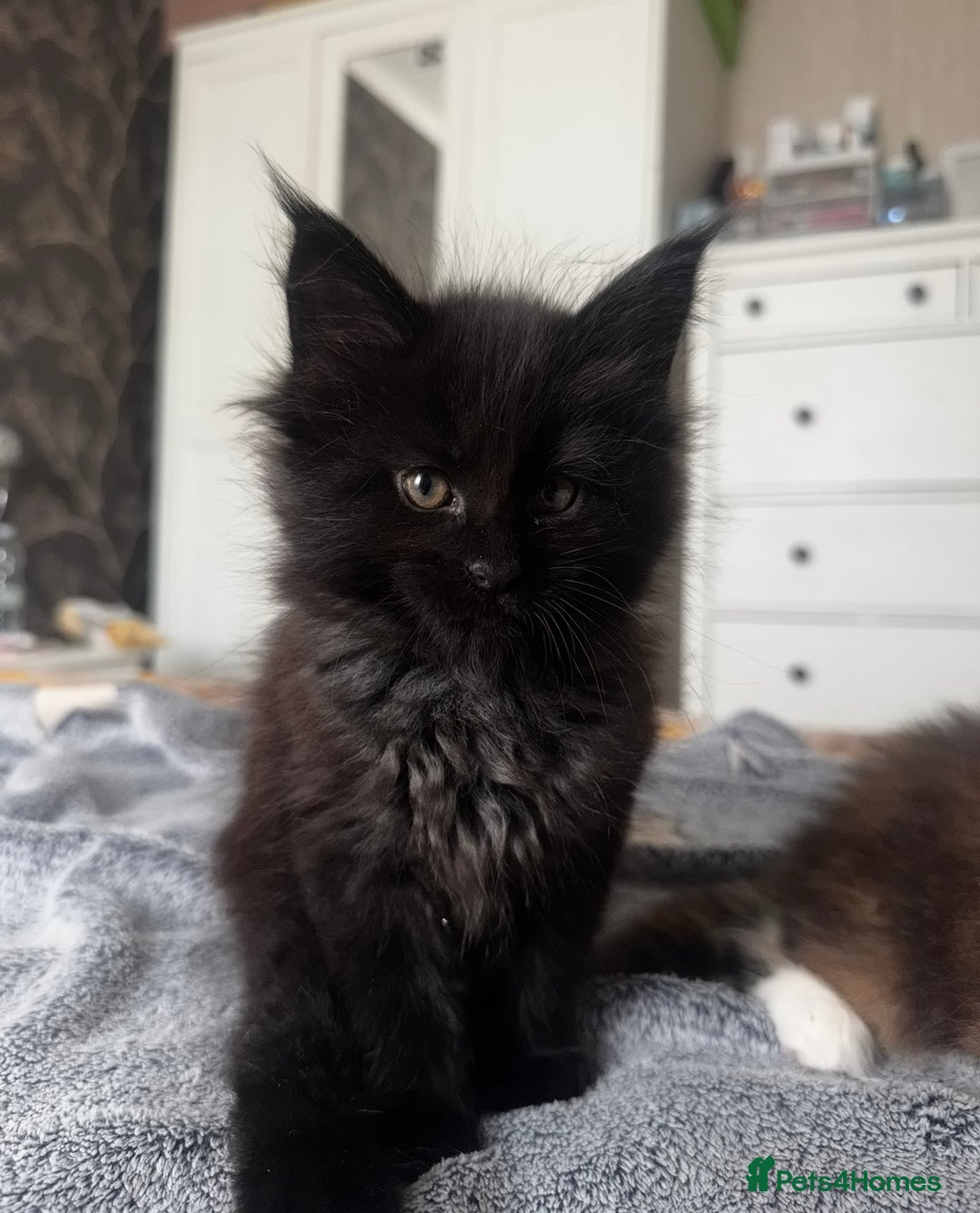 Maine Coon cats for sale: 1 BLACK SMOKE BOY 1 TORTIE GIRL MAINE COON KITTENS - Image 11