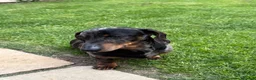 Dachshund dogs for sale: Miniature Dachshund  - Advert 7