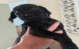 Mixed Breed dogs for sale: Happy and attractive Rotti-Corso puppies  - Image 3