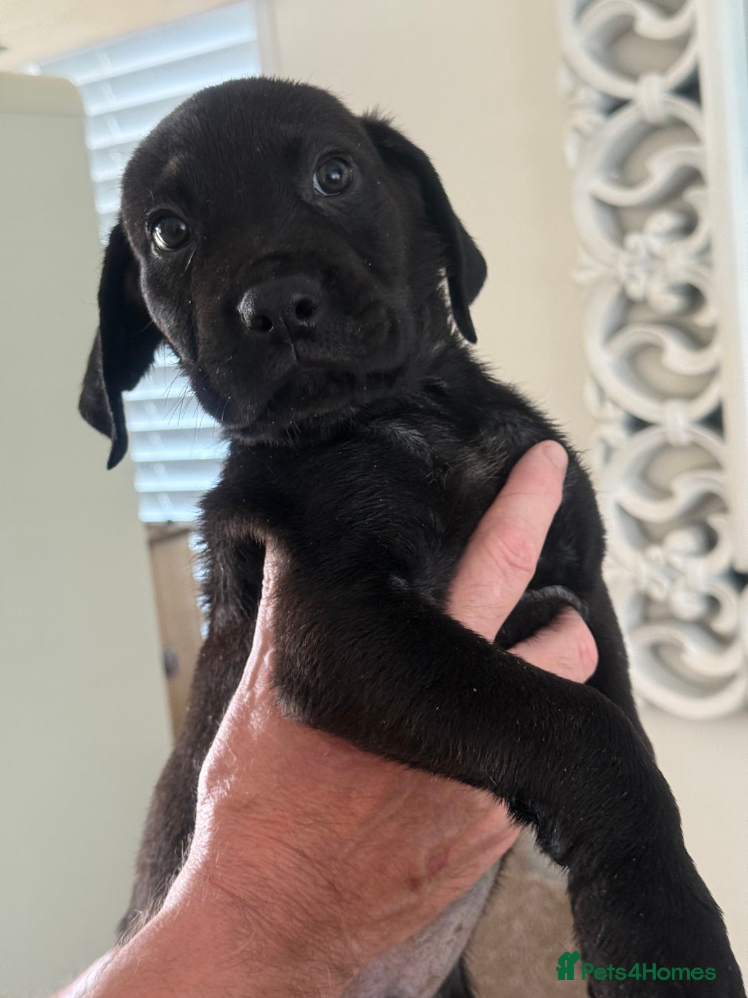 Mixed Breed dogs for sale: Happy and attractive Rotti-Corso puppies  - Image 3