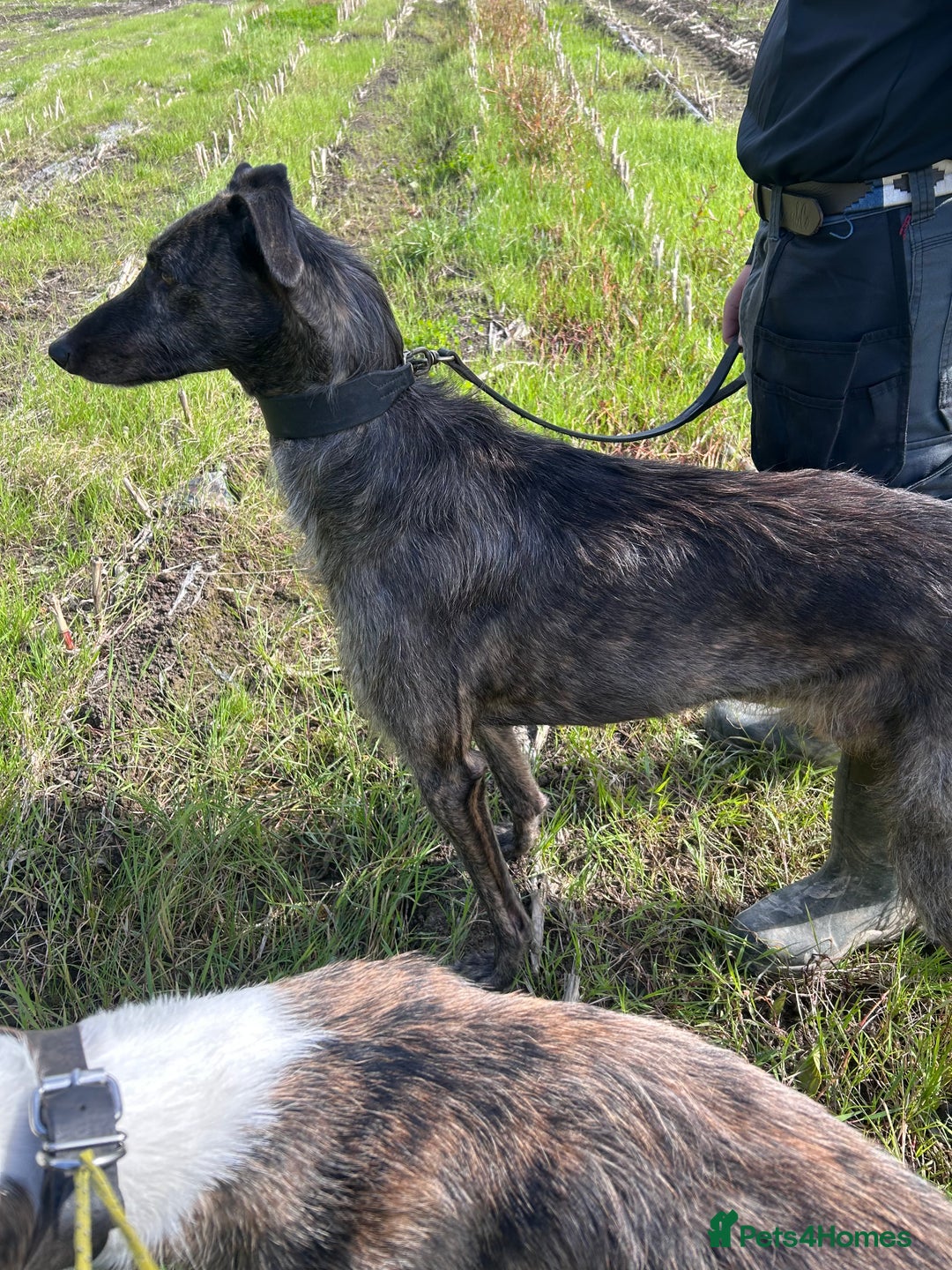 Mixed Breed dogs for sale: First Cross Deerhound x Greyhound - Advert 1