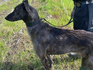 Mixed Breed dogs First Cross Deerhound x Greyhound - Advert 10
