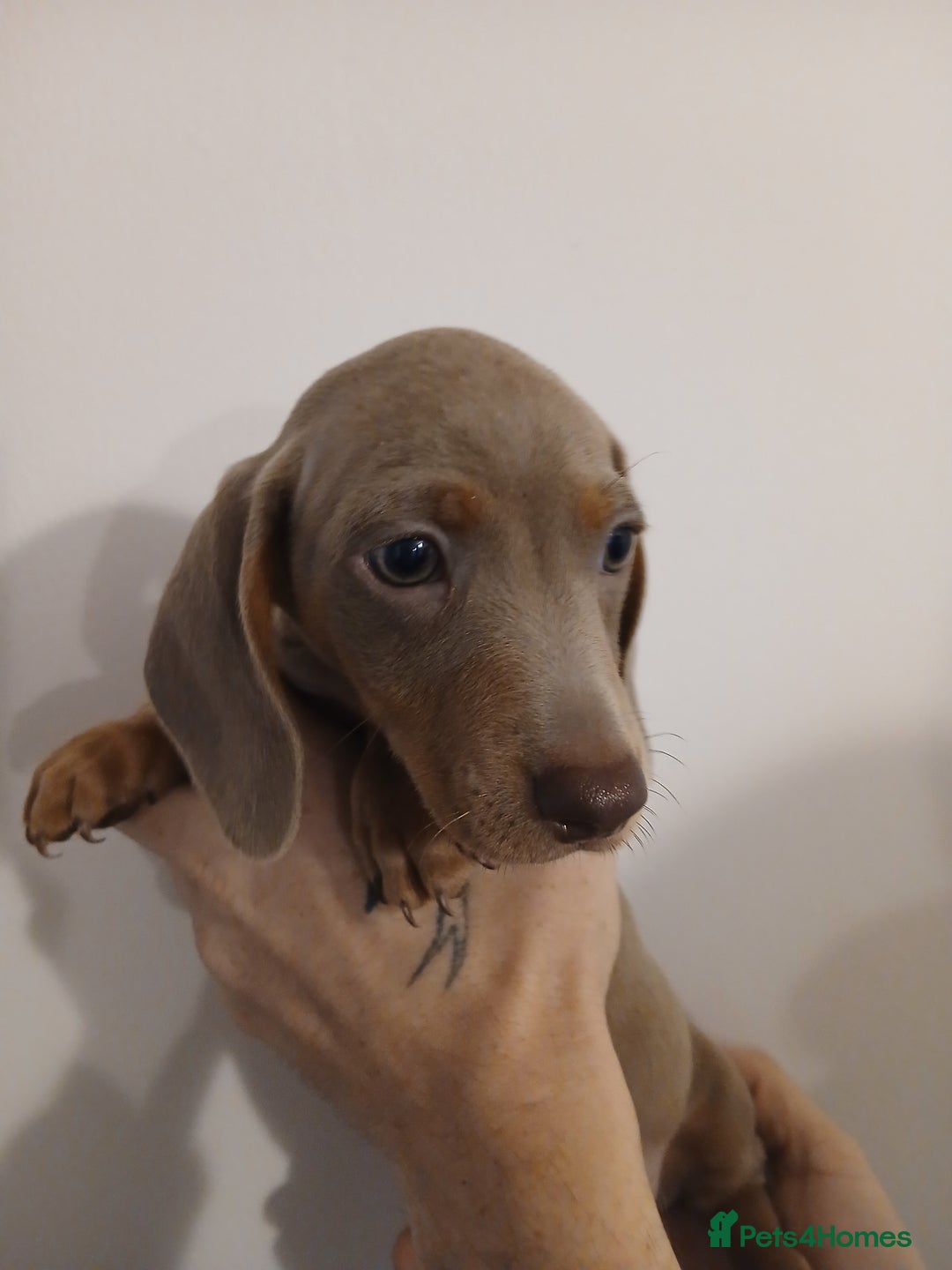 Dachshund dogs for sale: Mini Dachshund Puppies - Advert 6