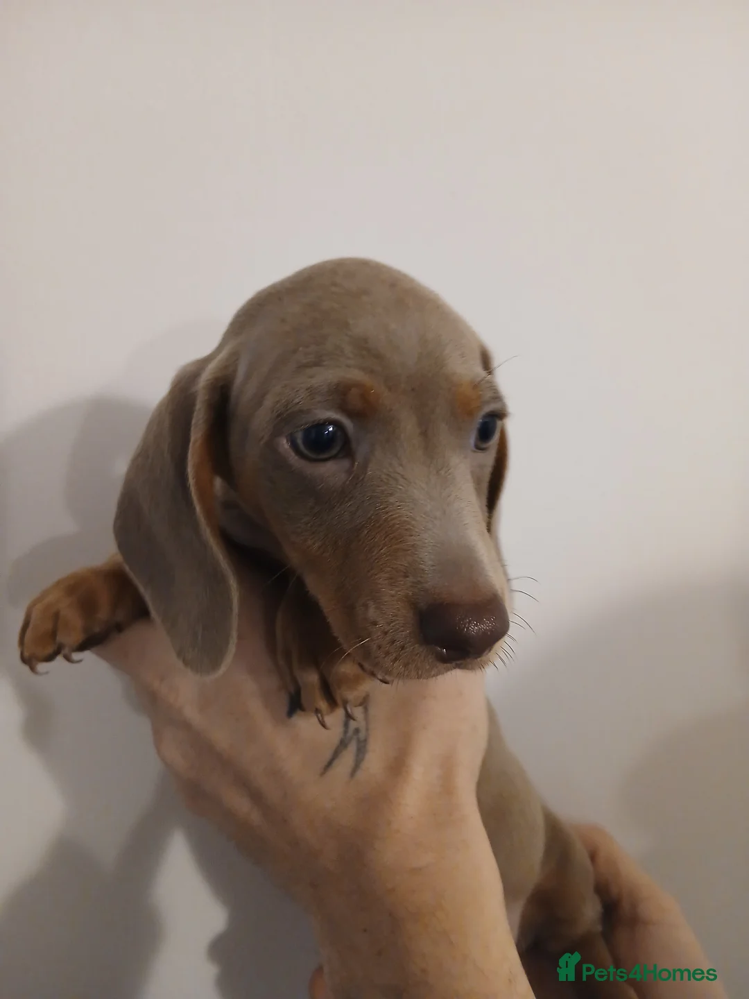 Dachshund dogs for sale: Now only 2 male mini dachshund puppies  - Advert 23